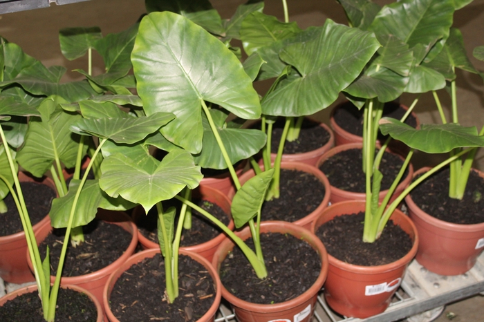 <h4>ALOCASIA MACRORRHIZOS P24</h4>