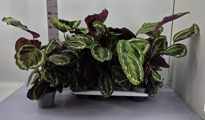 <h4>CALAT MEDALLION</h4>