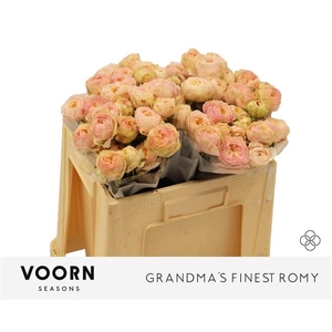 R Tr Grandma Romy Voorn Seasons