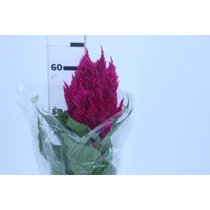 CELOSIA PLUMOSA CENTURY ROSE 060 CM