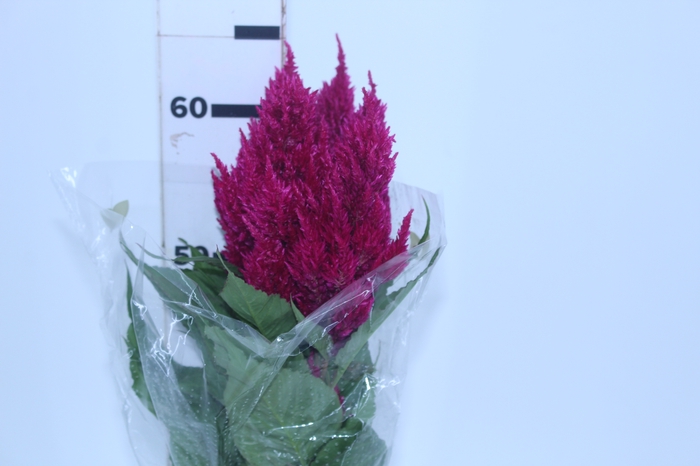 CELOSIA PLUMOSA CENTURY ROSE 060 CM