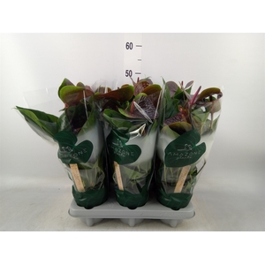 Anthurium andr. 'Essencia'