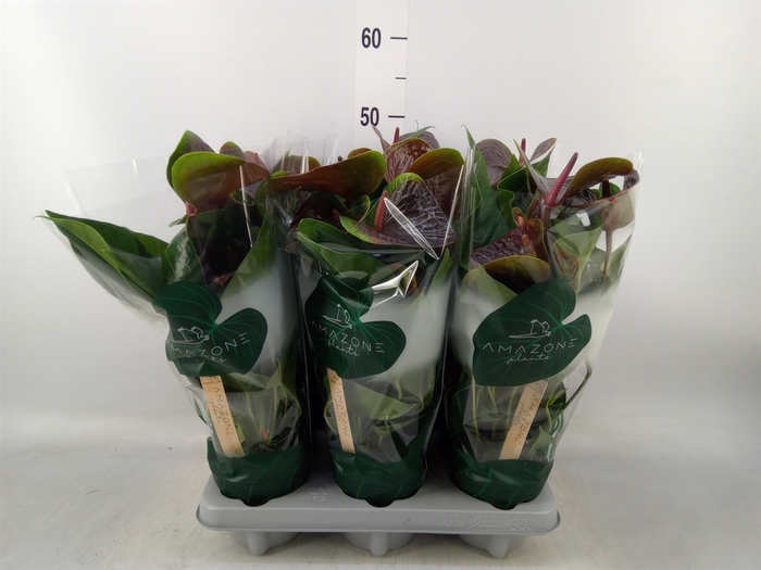 <h4>Anthurium andr. 'Essencia'</h4>