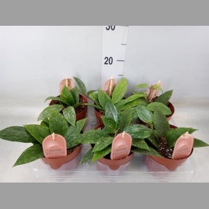 Hoya latifolia 'Rangsan'