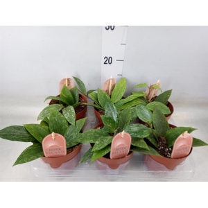 Hoya latifolia 'Rangsan'