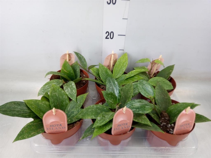 <h4>Hoya latifolia 'Rangsan'</h4>