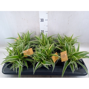 Chlorophytum com. 'Ocean'
