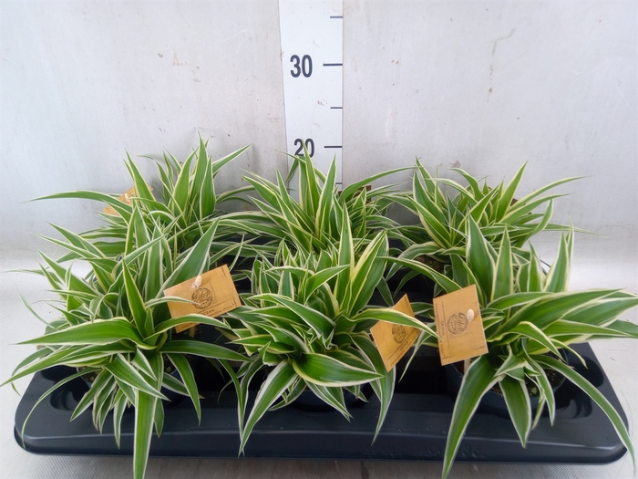 <h4>Chlorophytum com. 'Ocean'</h4>