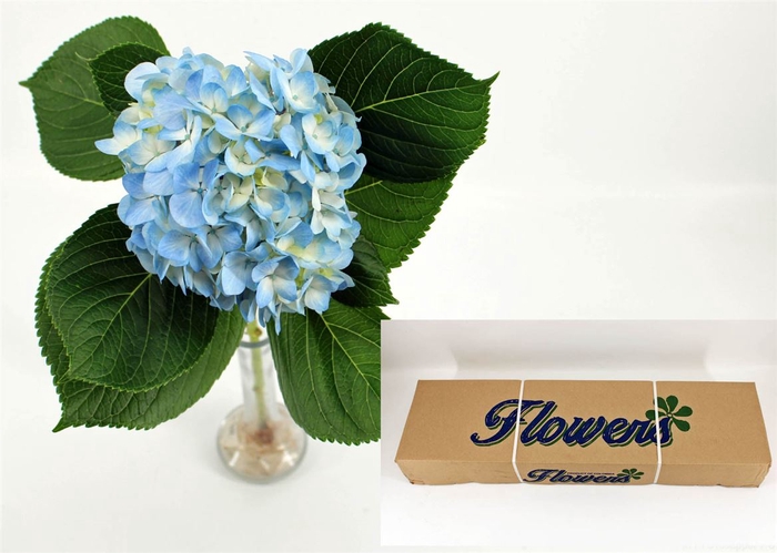 <h4>Hydr M Therese Blue In Box X35</h4>
