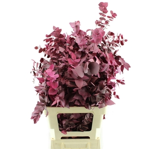 Stuartiana Gestabiliseerd