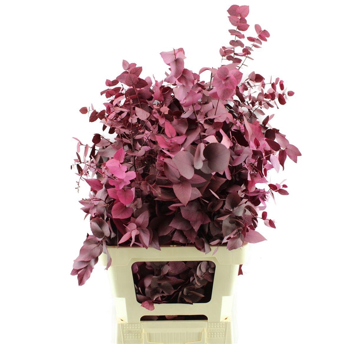 <h4>Stuartiana Gestabiliseerd</h4>