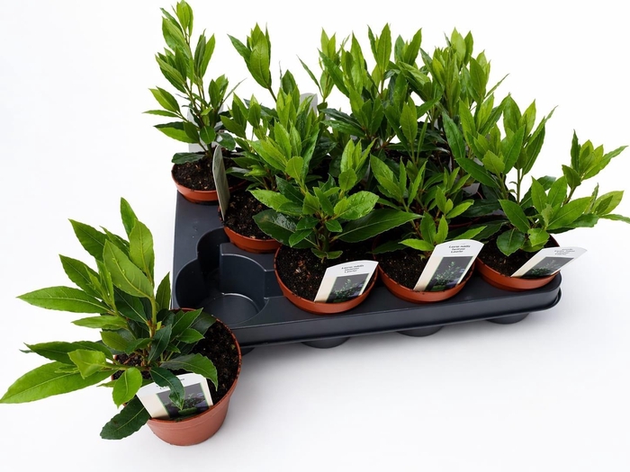 <h4>LAU NOBILIS</h4>