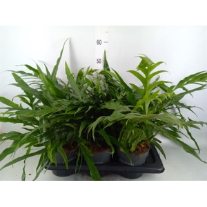 Aglaomorpha coronans   ...juveniel