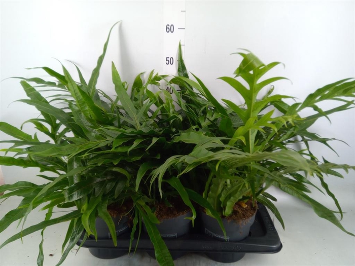 <h4>Aglaomorpha coronans ...juveniel</h4>