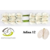 Anth.White x12