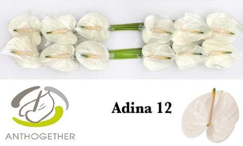 Anth.White x12