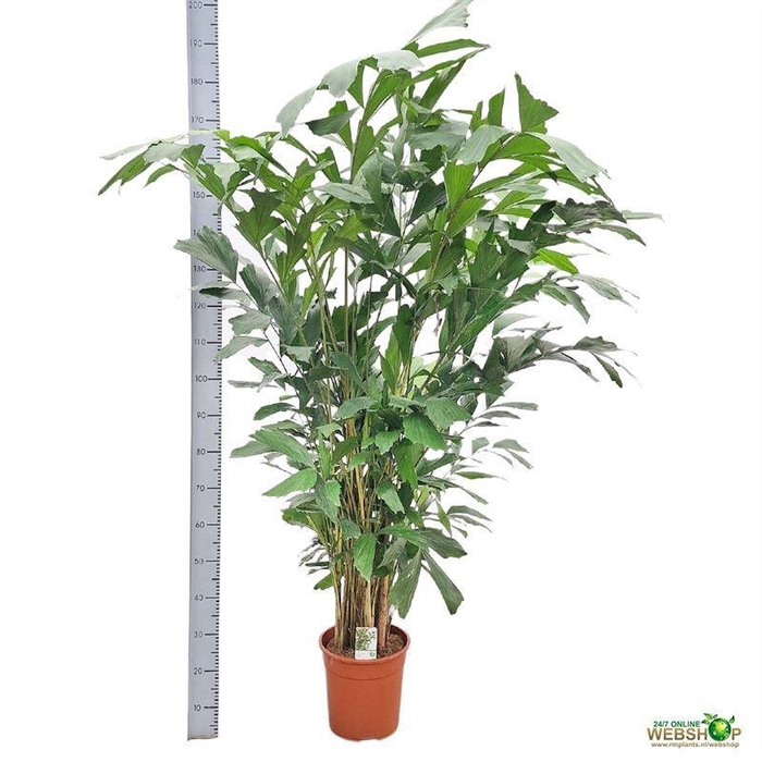 <h4>CARYOTA MITIS</h4>