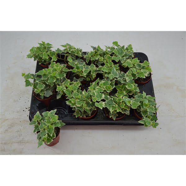 <h4>hedera variegata 7 cm</h4>