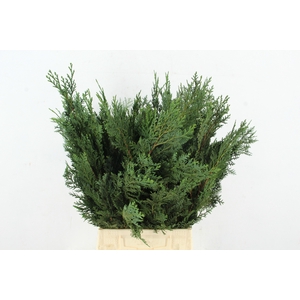 CONIFEER GREEN PER BUNCH