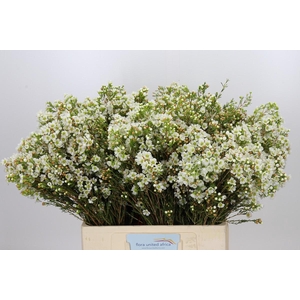 Chamelaucium Dawn Pearl