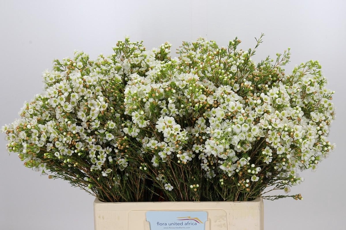 <h4>Chamelaucium Dawn Pearl</h4>