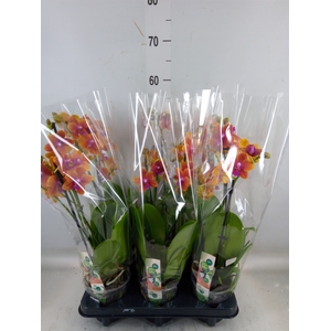 Phalaenopsis multi. 'Ant Bolgheri'