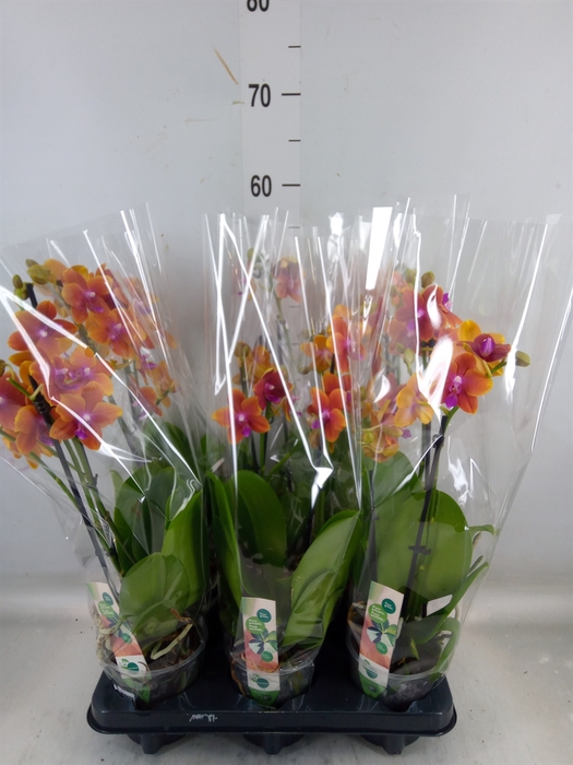 <h4>Phalaenopsis multi. 'Ant Bolgheri'</h4>
