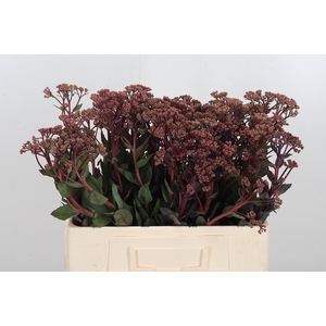 Sedum Matrona (bloei