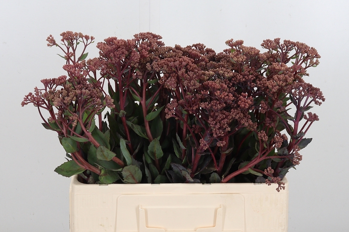 <h4>Sedum Matrona (bloei</h4>