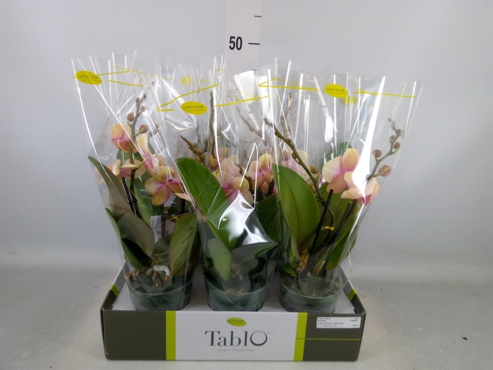 <h4>Phalaenopsis   ...yellow</h4>