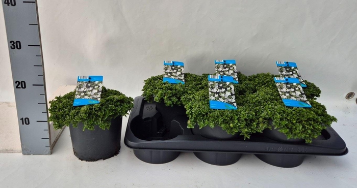 <h4>Veronica Repens</h4>