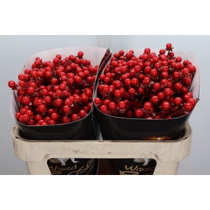 Hypericum Wx Rood