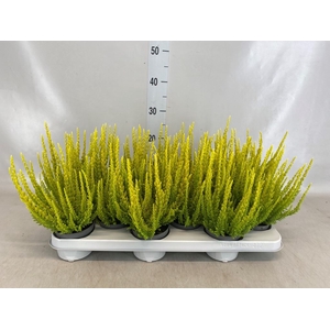 Calluna vulg. 'Skyline Monaco'