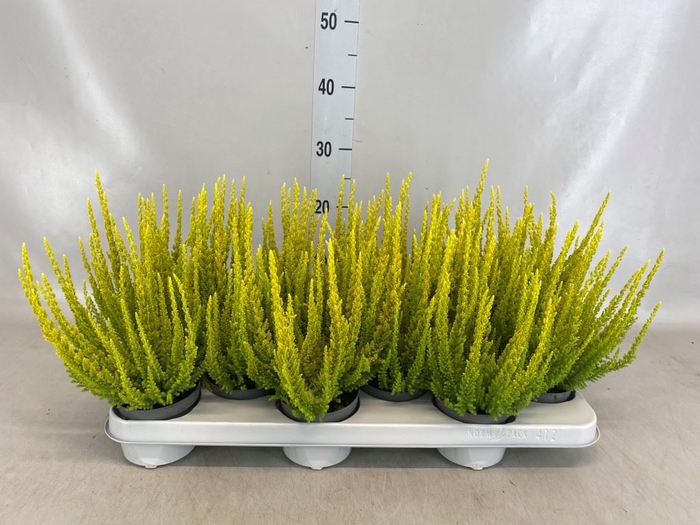 <h4>Calluna vulg. 'Skyline Monaco'</h4>