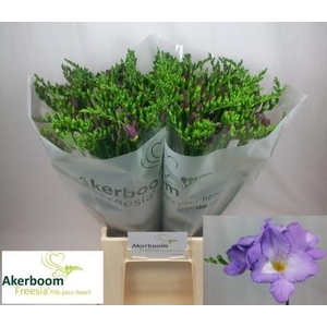 Freesia enk Indigo Beach