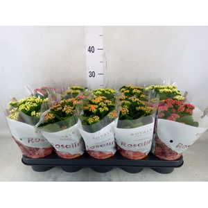 Kalanchoe blos. 'RoyalDon'   ..mix