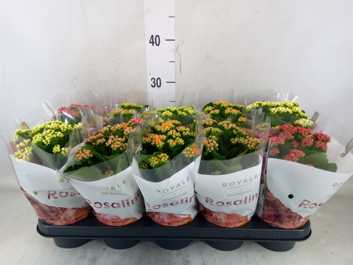 <h4>Kalanchoe blos. 'RoyalDon'   ..mix</h4>