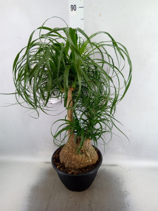 <h4>Beaucarnea recurvata</h4>