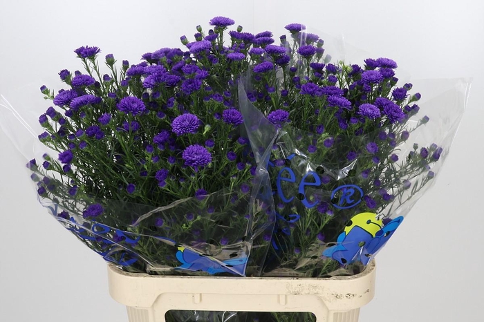 <h4>Aster Astee Dark Milka</h4>