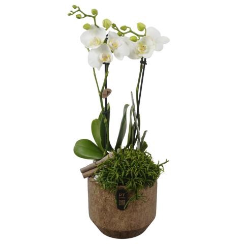 <h4>PTIB5342 Arrangementen kamerplanten</h4>