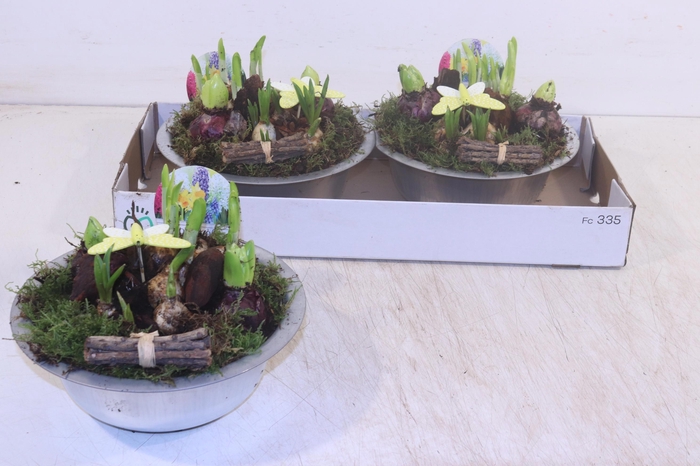 <h4>ARR BOL KNOLGEWAS</h4>