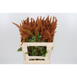 Amaranthus Hot Biscuit