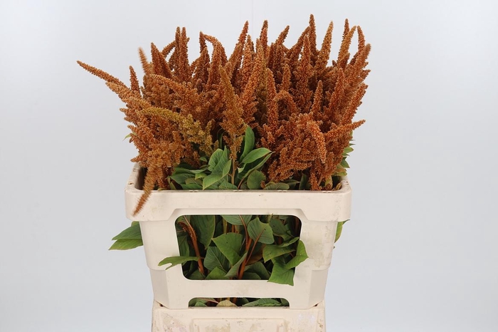 <h4>Amaranthus Hot Biscuit</h4>