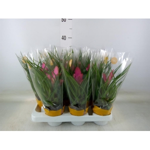 Tillandsia cyanea 'Josee'