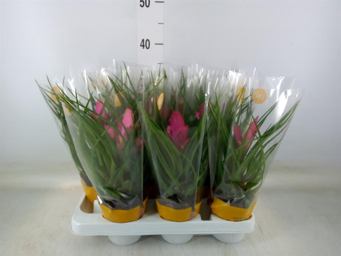 <h4>Tillandsia cyanea 'Josee'</h4>