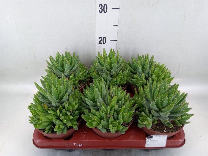 <h4>Aloe brevifolia</h4>