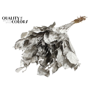 Salal tips dried per bunch Platina