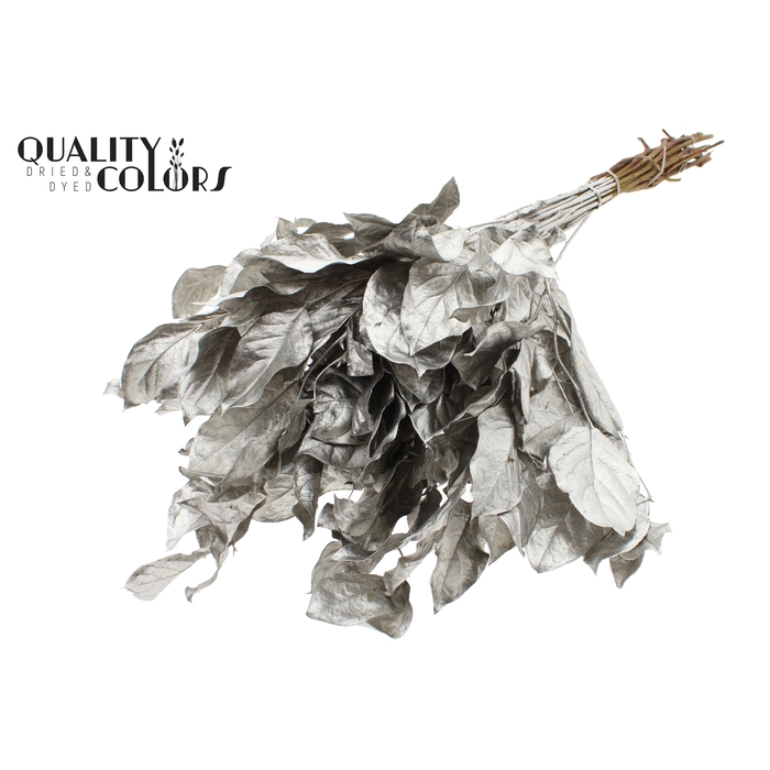 <h4>Salal tips dried per bunch Platina</h4>