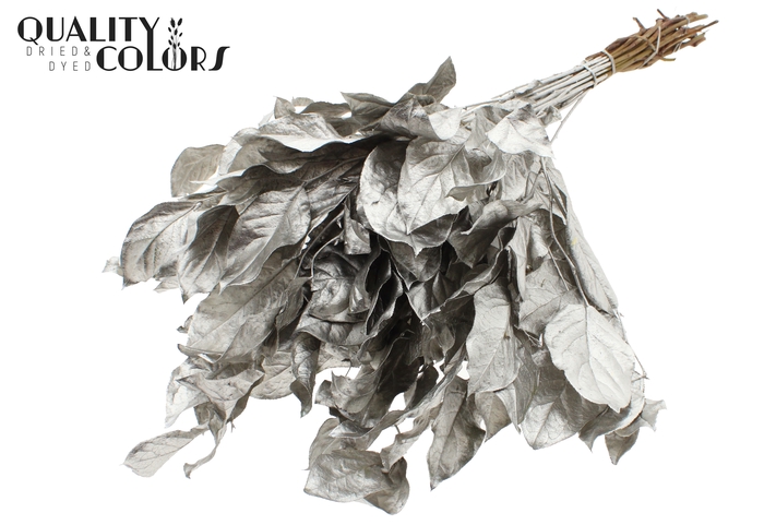 Salal tips dried per bunch Platina