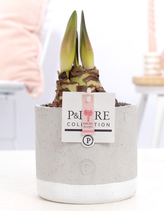 <h4>Hippeastrum pink in P&PURE Jade ceramics</h4>